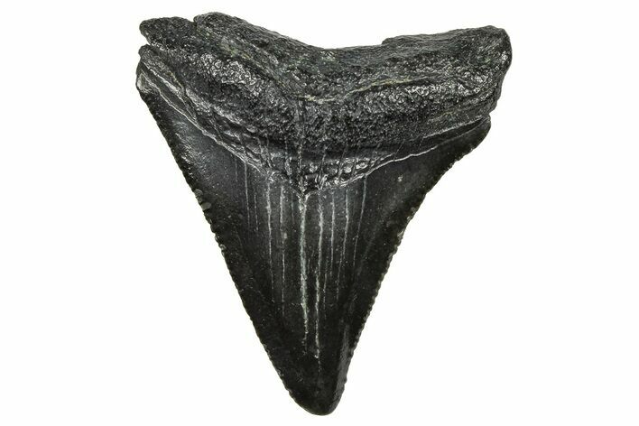Serrated, Juvenile Megalodon Tooth - South Carolina #368673